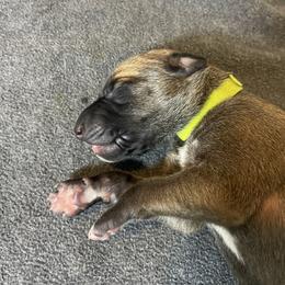 Flash - Fawn male Greyhound puppy in Cedar Glen, California from Hook Creek Farms