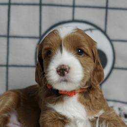 Tinker Bell - Red female Australian Labradoodle puppy in Fontana, California from Glory Labradoodle’s