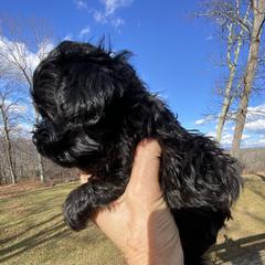 Duke - Black male Russian Tsvetnaya Bolonka puppy in Burnsville, North Carolina from Gentle Power