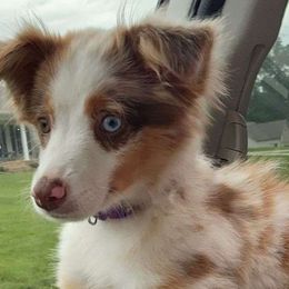 Charmy - Toy Australian Shepherd