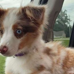 Charmy - Toy Australian Shepherd