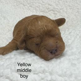 Kenny - Red sable male Havapoo puppy in Loveland, Colorado from Littledoodles2love