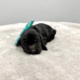 7 - Black female Australian Labradoodle puppy in Calhoun, Louisiana from Arrowhead Australian Labradoodles