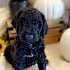 Double Doodle Puppies from Silvia's Doodles