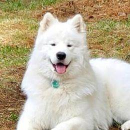Lincoln - Samoyed