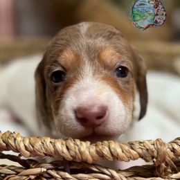 Glinda - Dapple female Dachshund puppy in Fayetteville, West Virginia from Loop Creek Dachshunds
