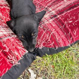 Dachshund Puppies from Rocky Mountain Wieners