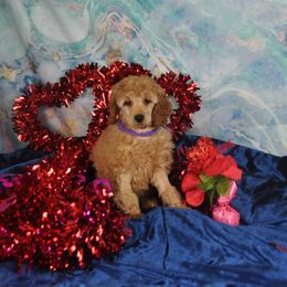 Poodle Puppies from Moyen Majestic Embrace Poodles (MOYEN ME)