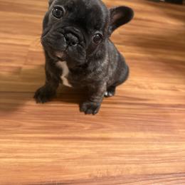 Anise - Brindle female French Bulldog puppy in Billings, Montana from Sugarloaf French bulldogs and Australian cattle dogs