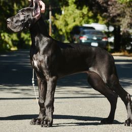 Great Dane Puppies from YK Great Danes