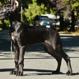 Great Dane Puppies from YK Great Danes