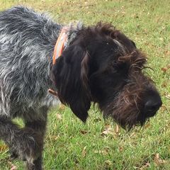 German Wirehaired Pointers from A and W Wirehairs