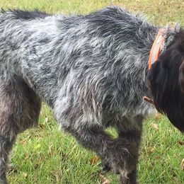German Wirehaired Pointers from A and W Wirehairs