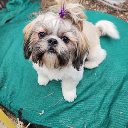 Emma - Shih Tzu