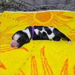 Daisy (Purple) AKC Pre-Registered - Black and white female Cocker Spaniel puppy in Midlothian, Virginia from Swift Creek Cocker Spaniels