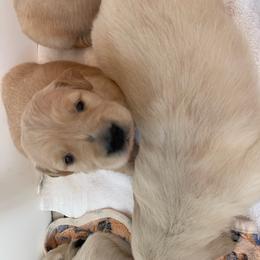 Girl 3 - Golden female Golden Retriever puppy in Yucaipa, California from Blessed Goldens