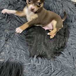 Boy 1 - Chocolate Chihuahua puppy in Canton, Texas from Heavenly Chihuahua