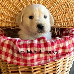 Forrest - Golden Retriever puppy in Kuna, Idaho from Golden Kisses Golden Retrievers