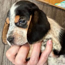 Gandalf - Black white and tan male Beagle puppy in Viper, Kentucky from Mountain Top