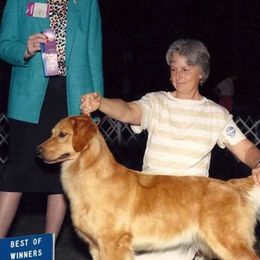 Golden Retrievers from Krishna Kennels
