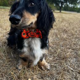 Dachshund All Grown Up from Lone Star Longhair Dachshunds