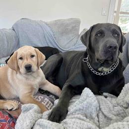 Labrador Retriever Puppies from Branley's Riverside Labradors