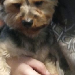 Yorkipoos from Moore Yorkipoos