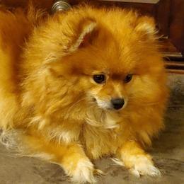 Pomeranian puppies from Donna's Pomeranians