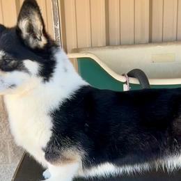 LuLu - Pembroke Welsh Corgi