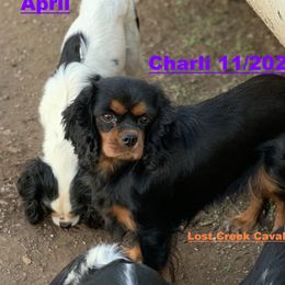 Charli - Cavalier King Charles Spaniel