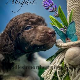 Abigail - Parti female Poodle puppy in Greenville, North Carolina from Grace Poodles