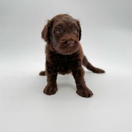 Buck- White - Brown and white male Aussiedoodle puppy in West Monroe, Louisiana from Diamond M Poodles and Doodles