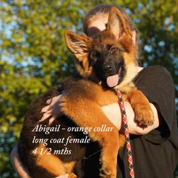 Orange collar sweet loving long coat german shepherd - Black and red female German Shepherd puppy in Chrisney, Indiana from Indiana German Shepherds