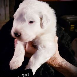 3 Picks available - White female Great Pyrenees puppy in Yucaipa, California from Rusty Horse Ranch Great Pyrenees