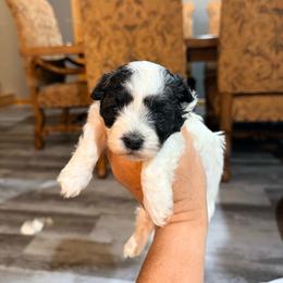 Eloise - Cream female Havanese puppy in Laurel, Indiana from Honey-Bee Home Havanese