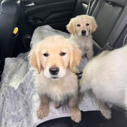 Golden Retriever Puppies from Contango Goldens