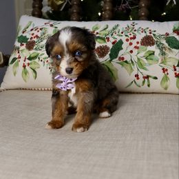 Lemon meringue - female Australian Mountain Doodle puppy in Murray, Utah from Sun Valley Doodles