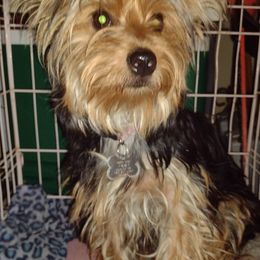 Yorkshire Terriers from Avalonkennel