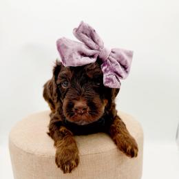Maple - Phantom female Goldendoodle puppy in North Carolina from Tuxedo Mountain Doodles
