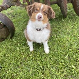 Hadley - Miniature American Shepherd
