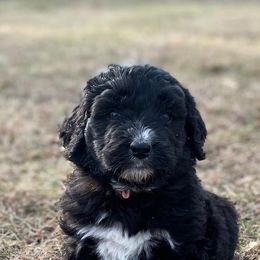 Aussiedoodles from Harmony Hill Doodles