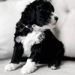 Alyeska - Black and white Portuguese Water Dog puppy in Mount Vernon, Ohio from Portie Club PWD's