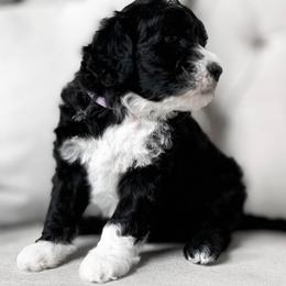 Alyeska - Black and white Portuguese Water Dog puppy in Mount Vernon, Ohio from Portie Club PWD's