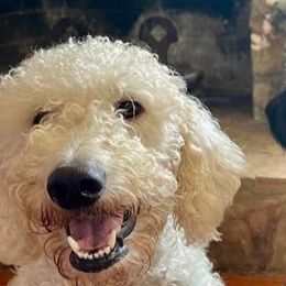 Cotton - Labradoodle