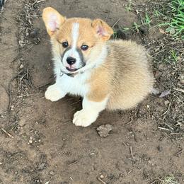 Buck - Sable male Pembroke Welsh Corgi puppy in Millsap, Texas from Punchy Pembroke Ranch