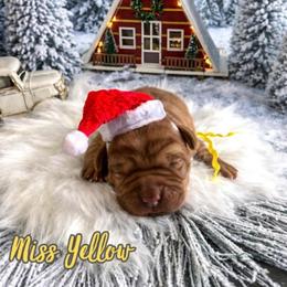 Miss Yellow - Yellow female Labrador Retriever puppy in Lake City, Michigan from Loon Lake Labradors