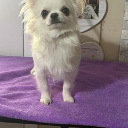 Comet - Chihuahua
