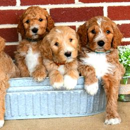 Goldendoodles from Midwest Country Doodles