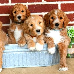 Goldendoodles from Midwest Country Doodles