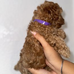 Poodle and Yorkshire Terrier Puppies from Cotton Furbabies